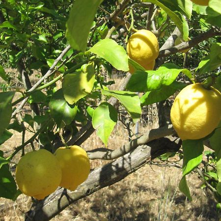 B&B I Limoni Sorso Luaran gambar
