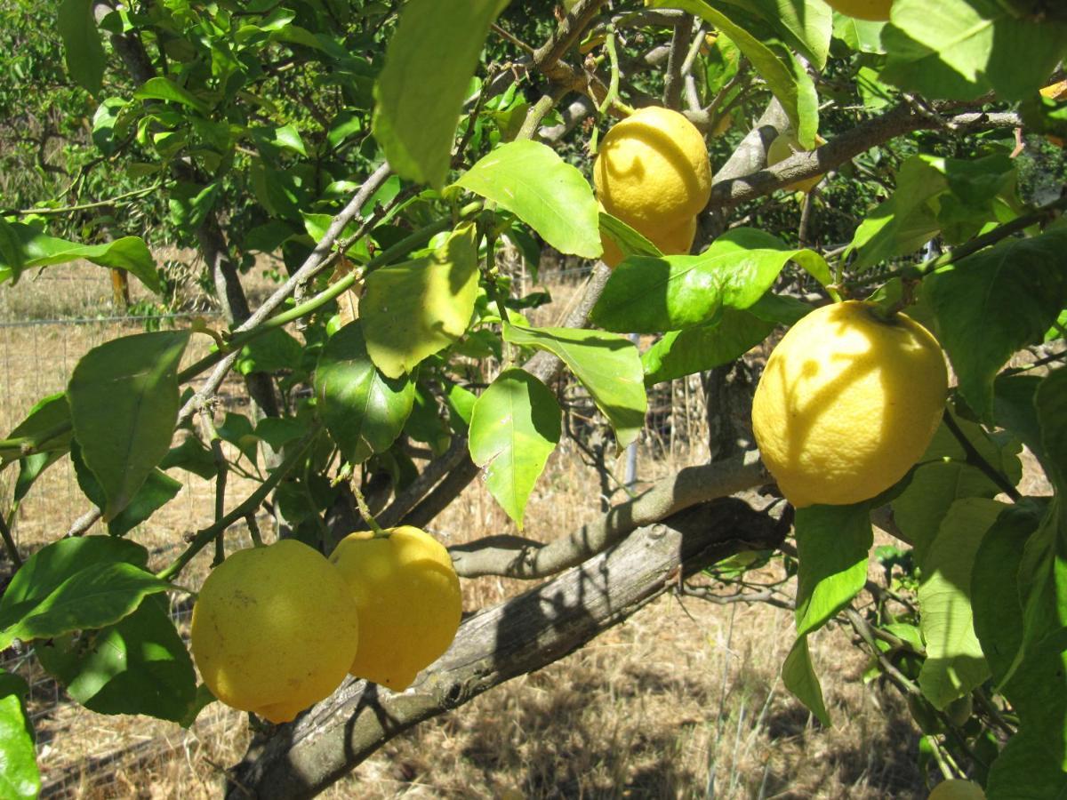 B&B I Limoni Sorso Luaran gambar