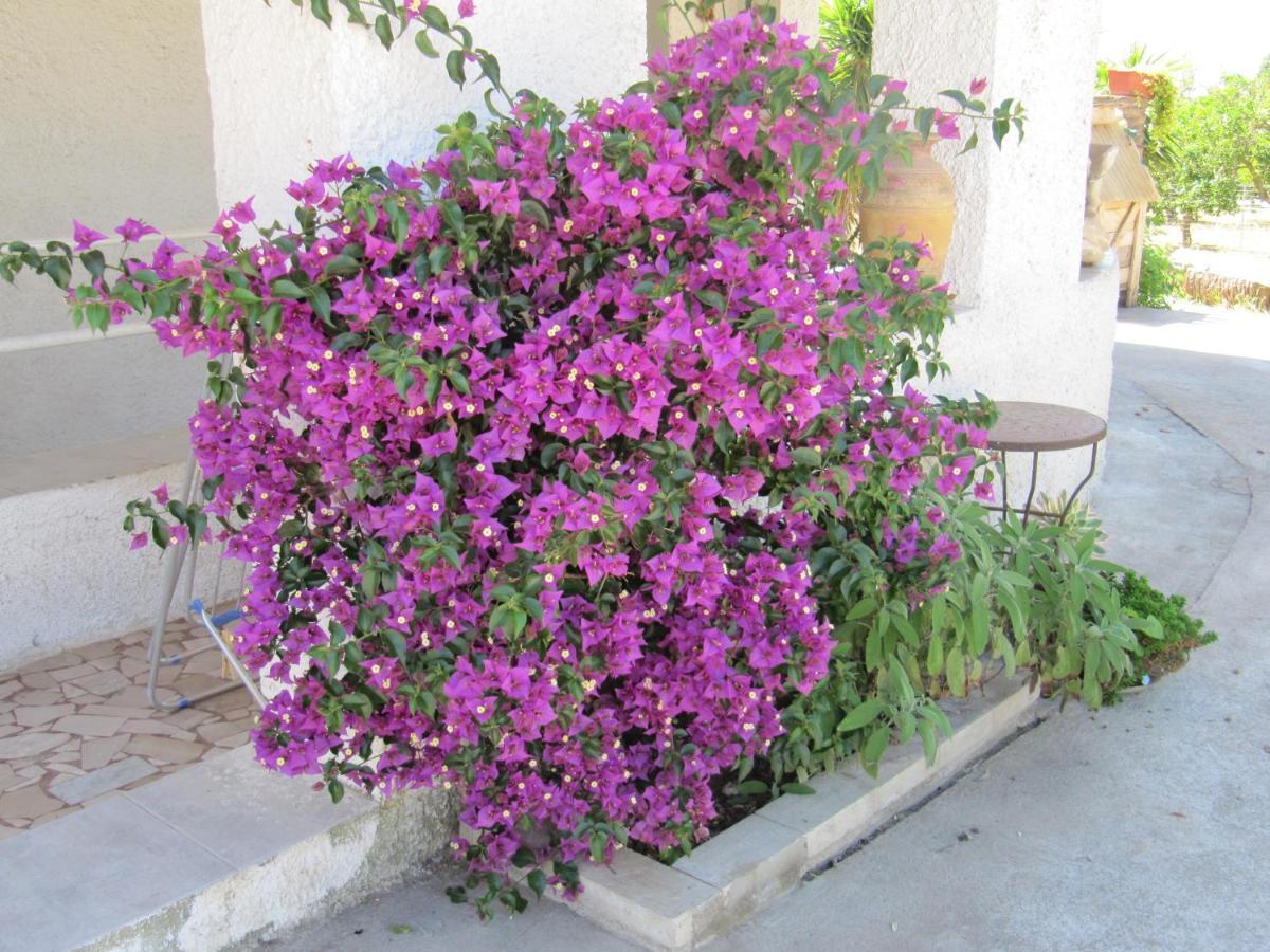 B&B I Limoni Sorso Luaran gambar