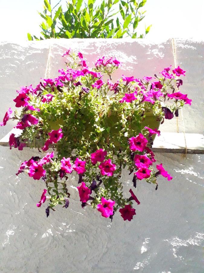 B&B I Limoni Sorso Luaran gambar
